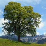 Stage à la rencontre des arbres