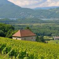 The “Explore the vines, savor the moment” wine tour