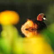 Lagneux Marsh Observatory