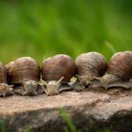 Arno's Snail Farm