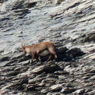 Snowshoe hike in the marvellous setting of Fer-à-Cheval