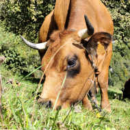 Visit to the farm, milking cows and making cheese