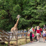 Safari de Peaugres