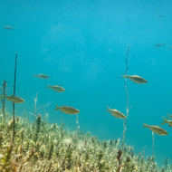 Pêche au plan d'eau de Lescheraines