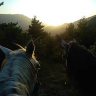 Balade à cheval, poney ou calèche
