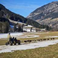 Cani-kart