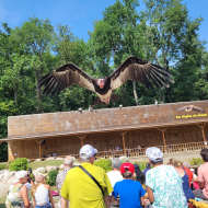 Les Aigles du Léman