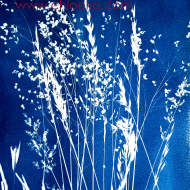 Cyanotype workshop