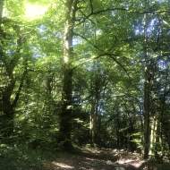 Balade ressourçante - La forêt, mon espace de liberté