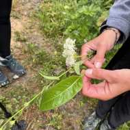 Balade à la découverte des plantes sauvages médicinales et culinaires