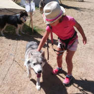 Baby musher - découverte chiens de traineaux 2-5 ans