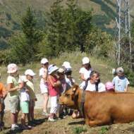 LES VACHES ET TRAITE EN ALPAGE
