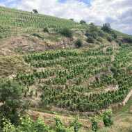 Visite des vignes en duo parents-enfants
