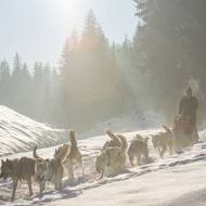 Dog sledding in Passy Plaine-Joux