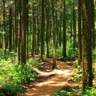 Samedi en forêt