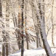 Le sentier du renard - Sentier de raquette