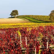 Circuit cyclo 44 km - En passant par le vignoble