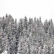 H - La forêt du Laition (hiver)