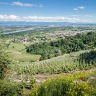 The Cornas vineyard