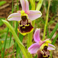 Sentier botanique des orchidées