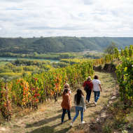 Vineyard path