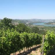 Sentier des vignobles