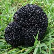 Saveurs de Truffes et Vins d'Ardèche au Domaine Terra Noé