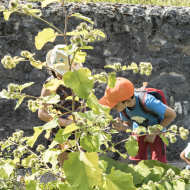 La visite-atelier des 4-6 ans : Mon herbier des Charmettes