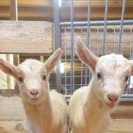 Visites guidées de la chèvrerie de Saint Michel