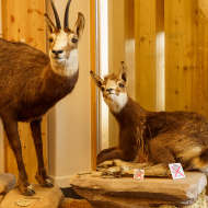 Z'animots de la montagne