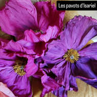 Exposition les Flores d'Isariel au Domaine de la Gerbelle