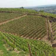 Open days at Domaine Grangier
