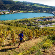 Trail en Côte-Rôtie