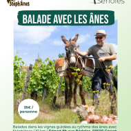 Balades dans les vignes avec les ânes