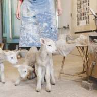 Sheep Farm