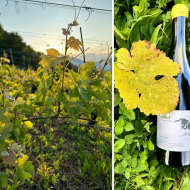 Domaine Vallier