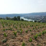 Domaine Eymin-Tichoux