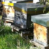 Les abeilles Saint Pourcinoises