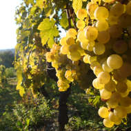 Vineyard Delalex - la Grappe  Dorée