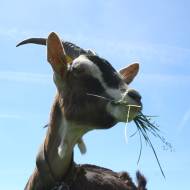 Les Chèvres qui dansent