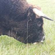 Ferme des Aubracs