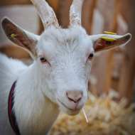 Les Délices de la Ronde