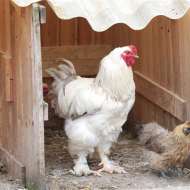 Ferme des Grangers