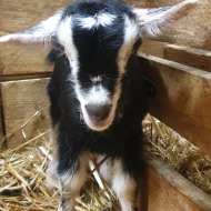 Chèvrerie de Saint Michel