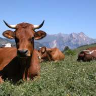 GAEC du Petit Borgé