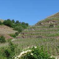 Vignobles Levet