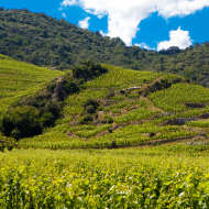 Domaine Alain Voge