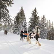Morzine-Avoriaz Ski-Joëring