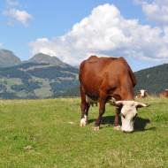 La Ferme de Seraussaix