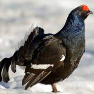 Association Communale de Chasse de Vailly